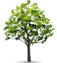 Tree Icon