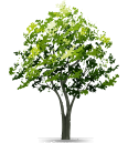 Tree Icon